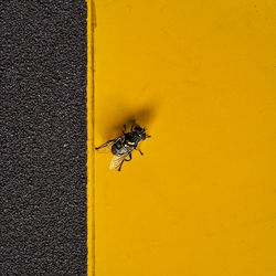 Close-up of housefly on wall