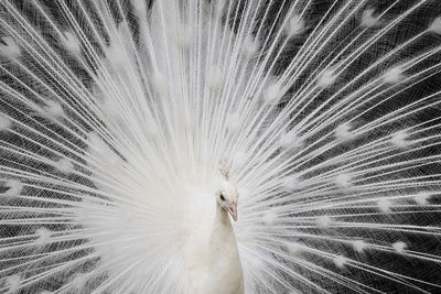 Full frame shot of peacock