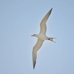 Low angle view of seagull flying against clear sky