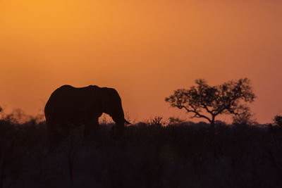 Silhouette of elephant on field during sunset