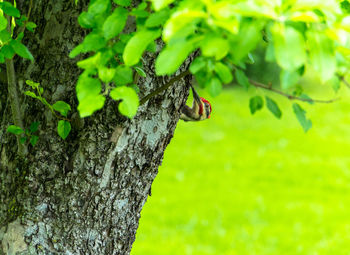 Close-up of insect on tree trunk