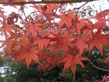 Close-up of red maple leaves