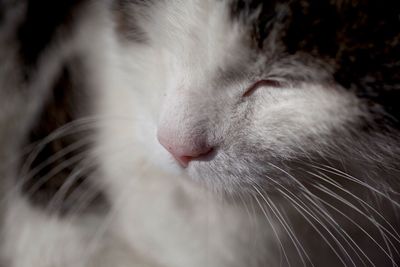 Close-up of cat