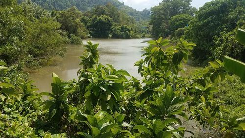 Plants growing on land by trees