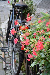 Close-up of bicycle on plant in city