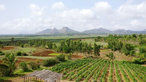 Scenic view of agricultural field against sky