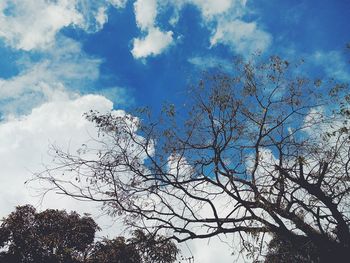 Low angle view of tree against blue sky