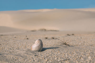 Close-up of seashell on sand at beach