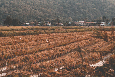 Scenic view of agricultural field