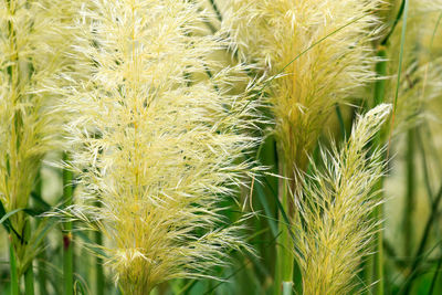 Close-up of plants