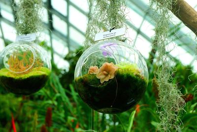 Close-up of crab hanging on glass