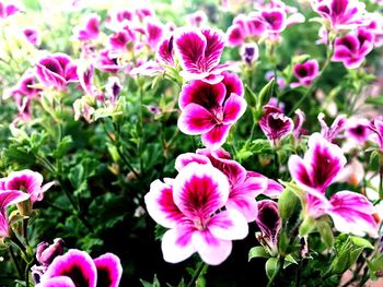 Close-up of pink flowers blooming outdoors