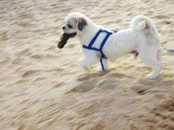 Dog on beach