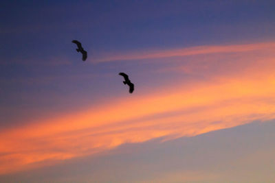 Silhouette bird flying in sky