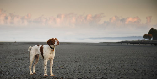 Brittany spaniel on shore at beach against sky