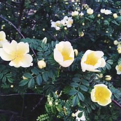 Close-up of yellow flowers blooming on tree