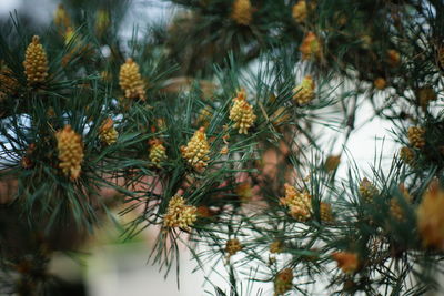 Close-up of flowering plants