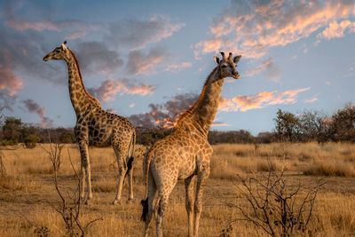Giraffe standing on field against sky