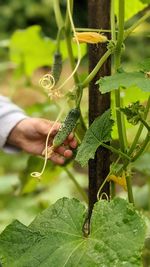 Harvesting picking cucumbers