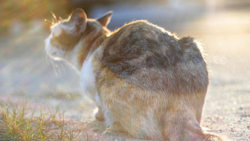 Close-up of cat