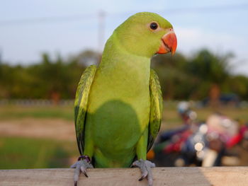 Close-up of parrot perching on wood
