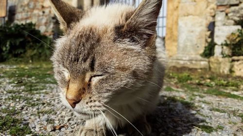 Close-up of a cat