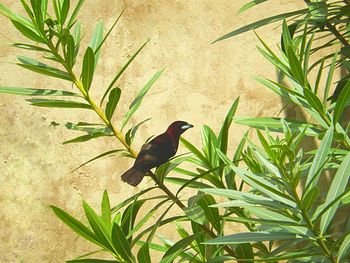 Close-up of bird perching on plant