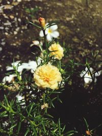 Close-up of yellow flowers blooming outdoors