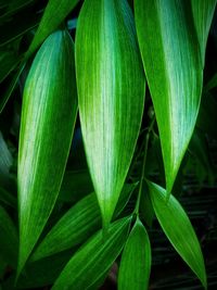 High angle view of green chili peppers on plant