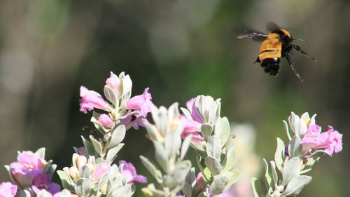 Close-up of bee buzzing over pink flowers