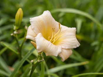 Close-up of white rose flower