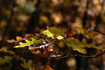 Close-up of autumnal leaves