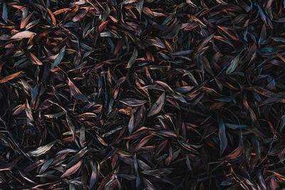 Full frame shot of dry leaves on field