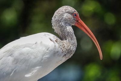 Close-up of a bird