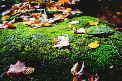 Leaves on twig