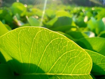 Close-up of green leaves