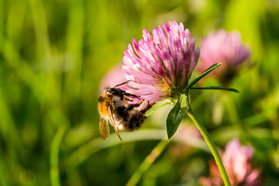 Close-up of bee pollinating on pink flower