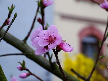 Close-up of pink cherry blossoms on branch