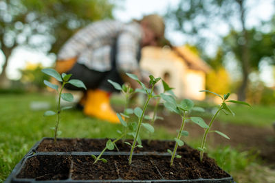 Female gardener planting flowers in her flowerbed. gardening concept. planting snapdragon seedlings.