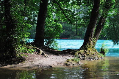 Scenic view of lake in forest