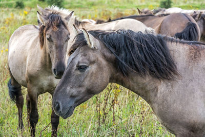 Horses in a field