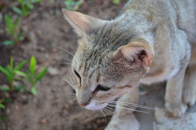 Close-up of cat looking away