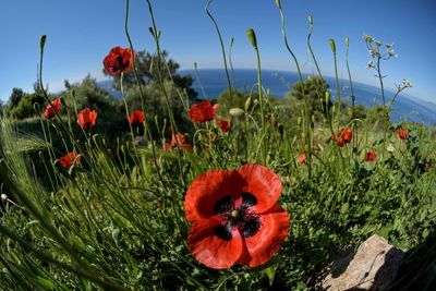 Close-up of red poppy flowers against sky