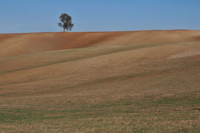 Scenic view of field against clear sky