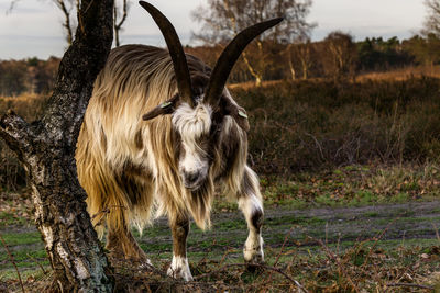 Wild goat by tree trunk on field