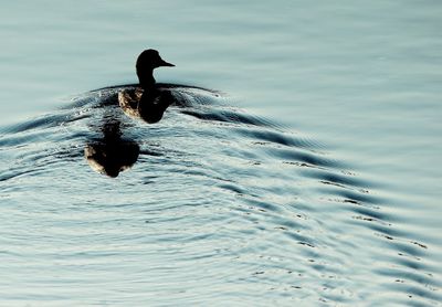 Bird swimming in lake