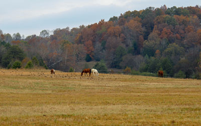 Horses grazing in a field