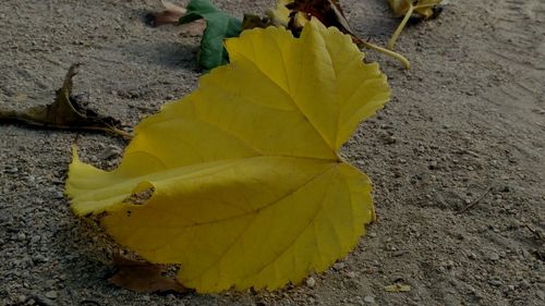 High angle view of yellow leaf