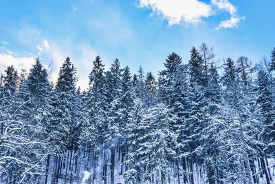 Low angle view of pine trees in forest during winter