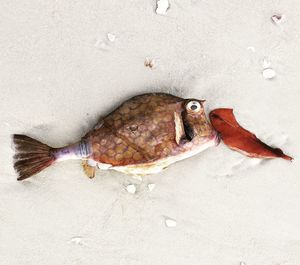 High angle view of dead fish on sand